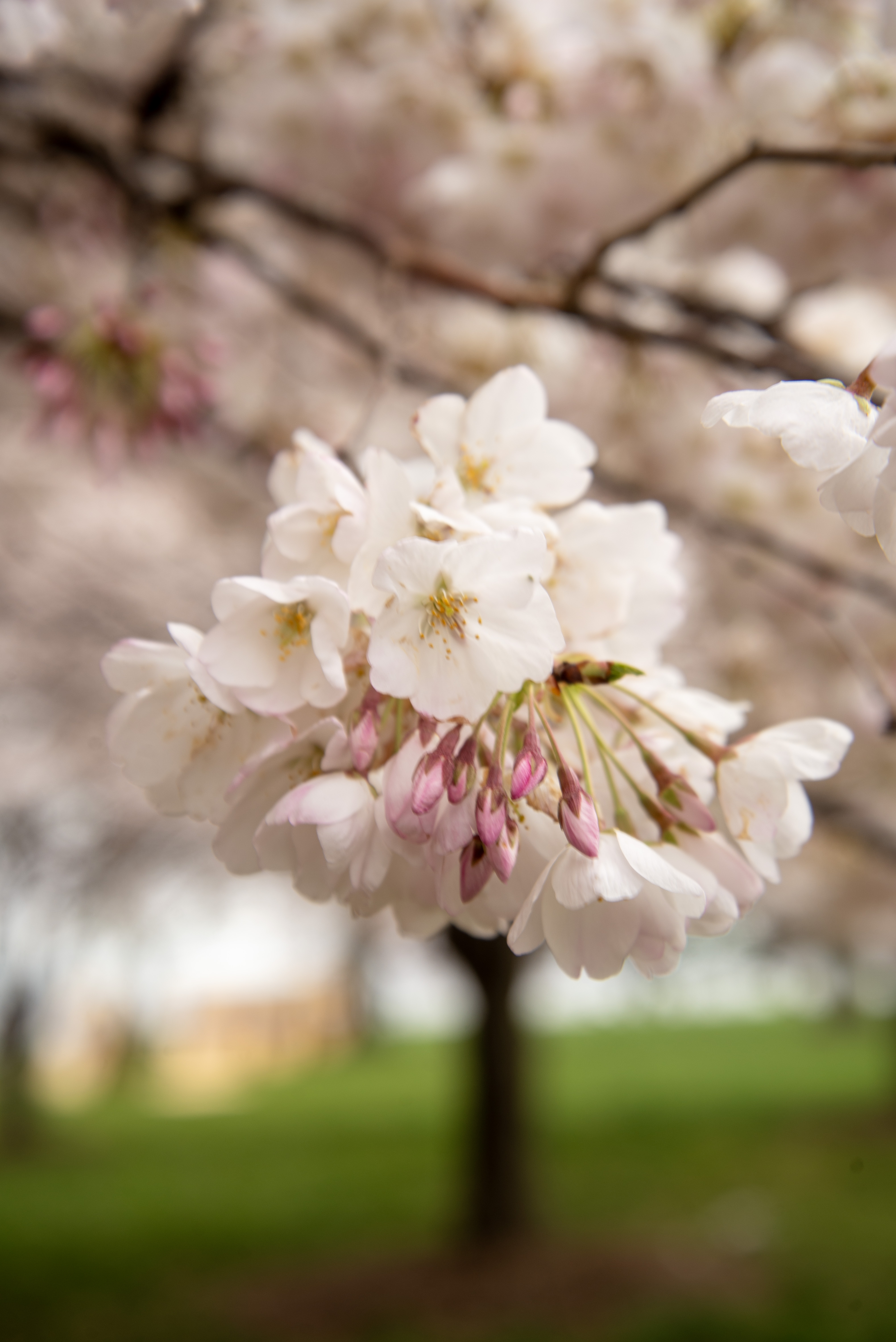 Cherry Blossom Beauty and Rebuilding Bridges
