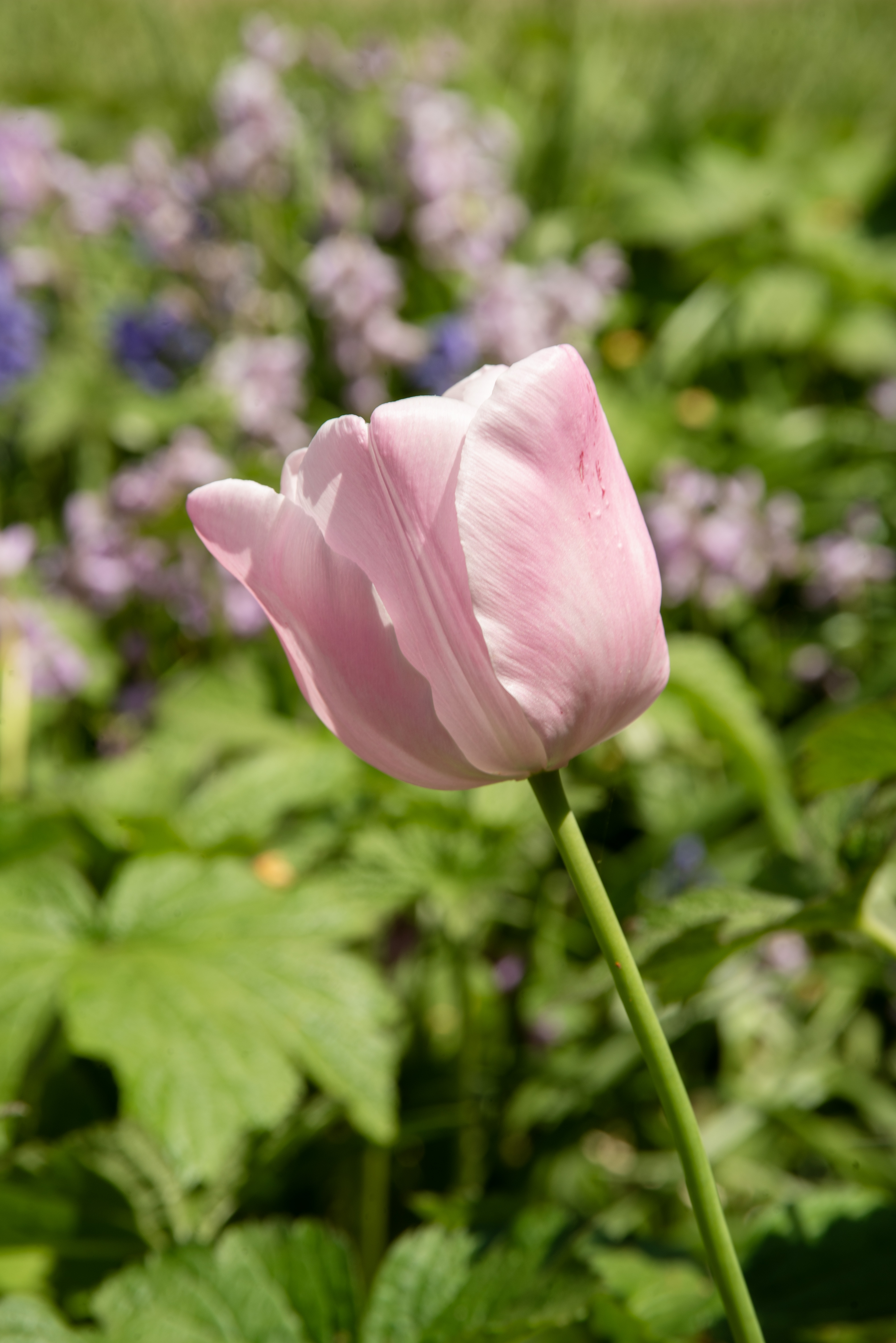 Let’s All Be A Little Like the Flowers