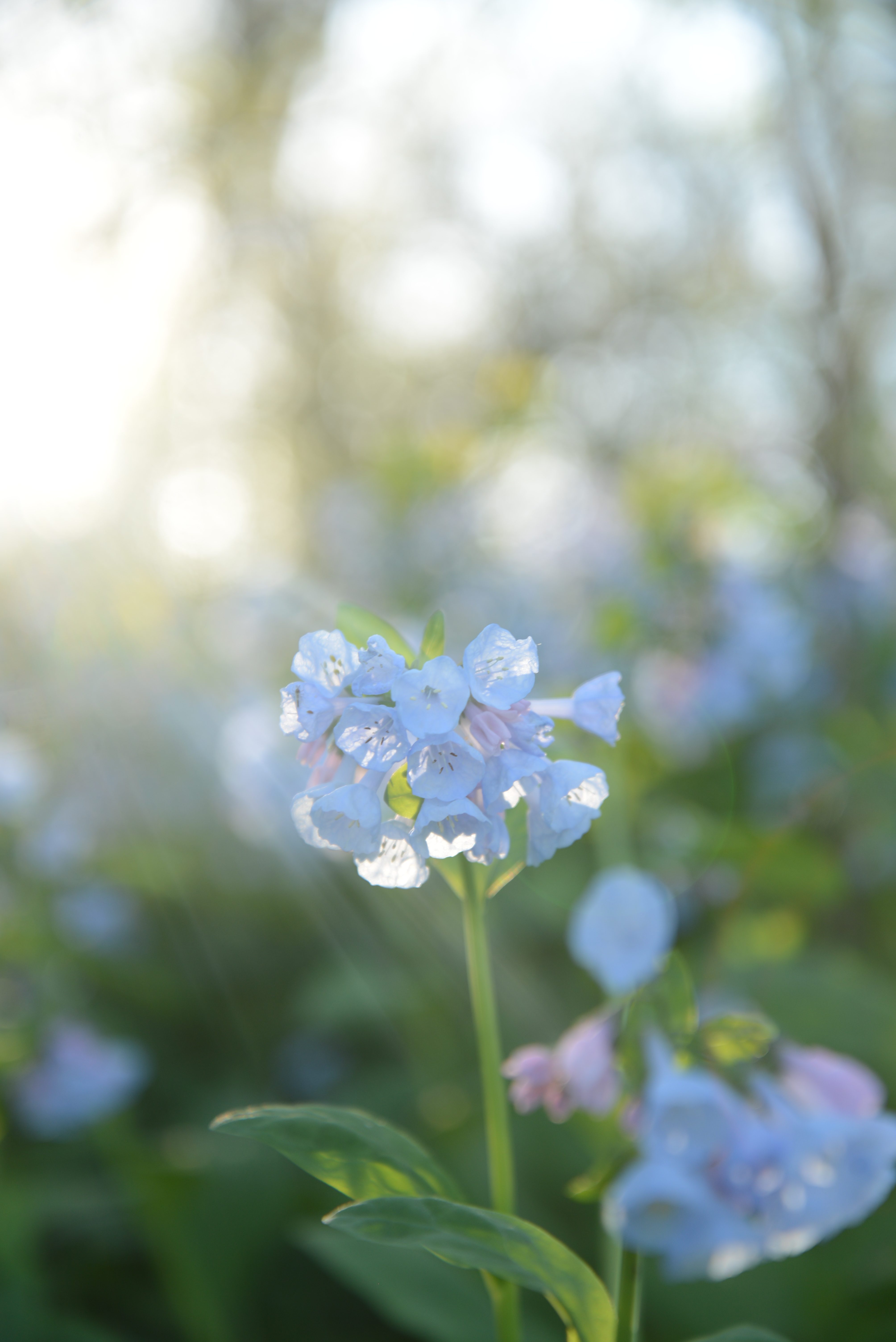 The Bluebells, My Body, and Healing