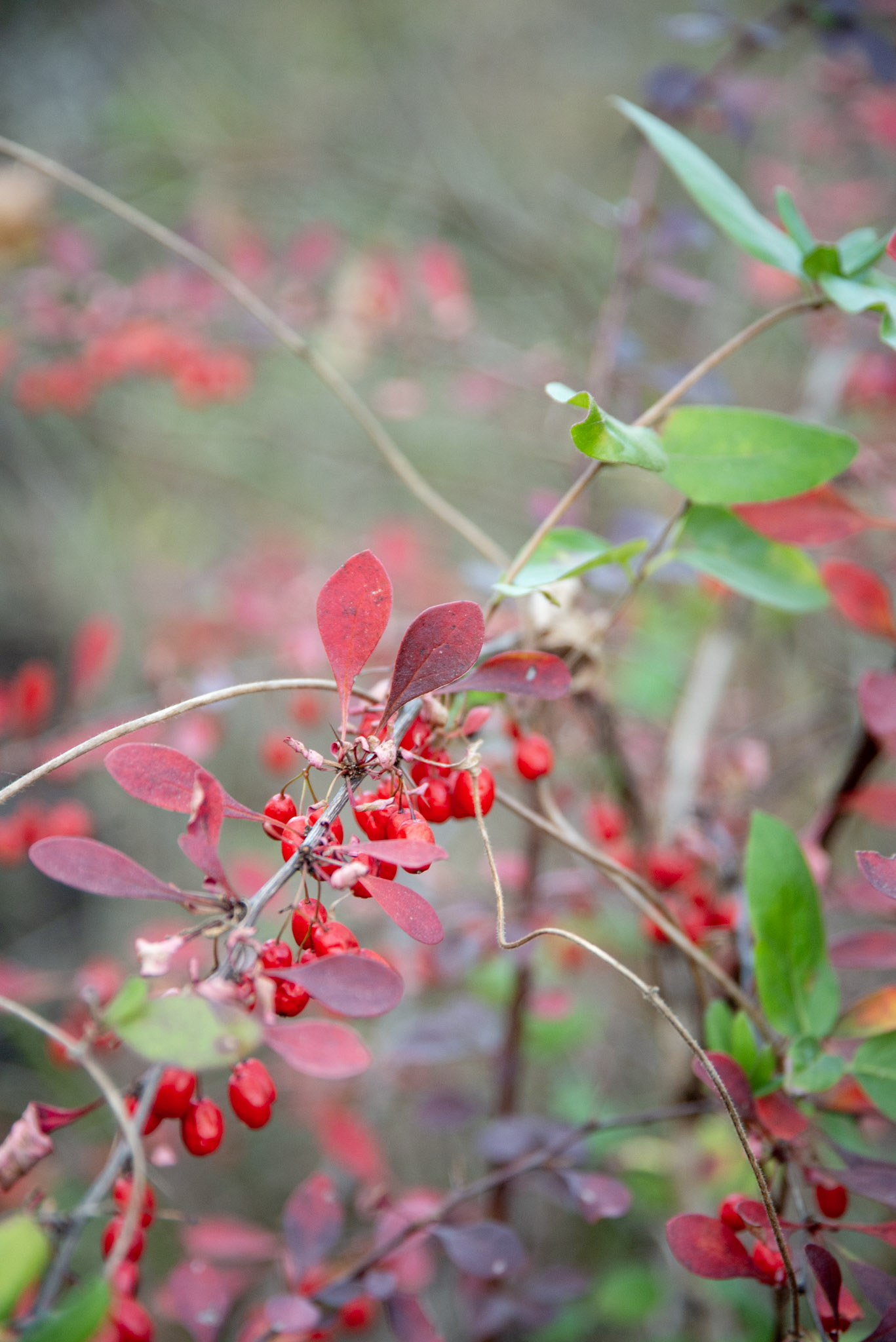 For the Grievers at Christmas